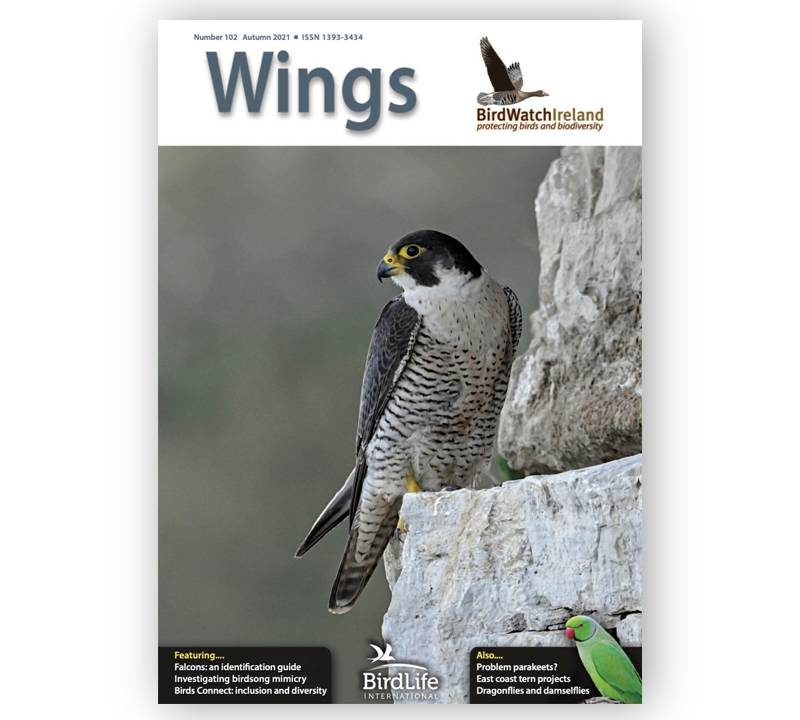 Wings-102-Landscape