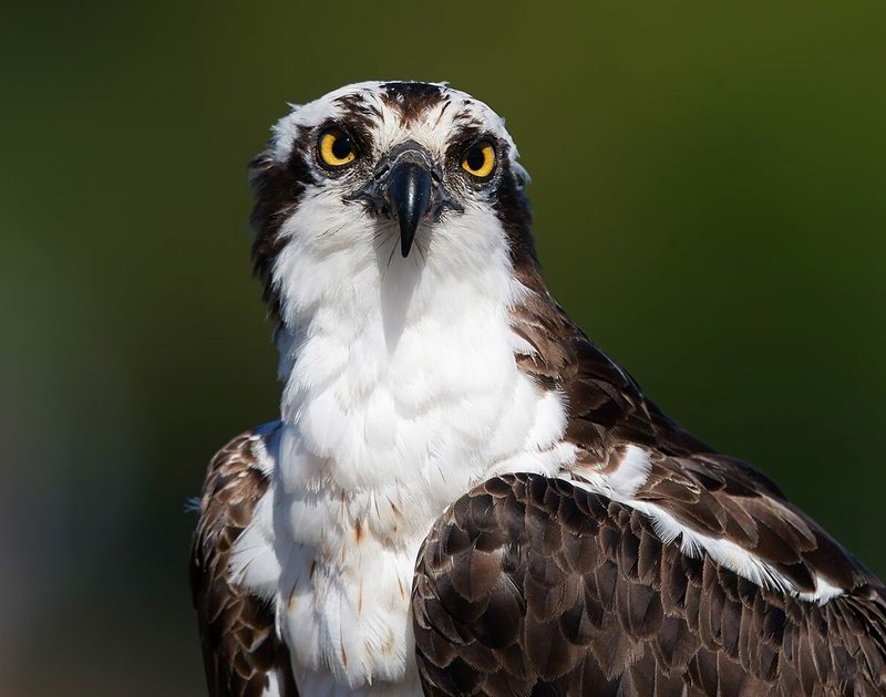 osprey