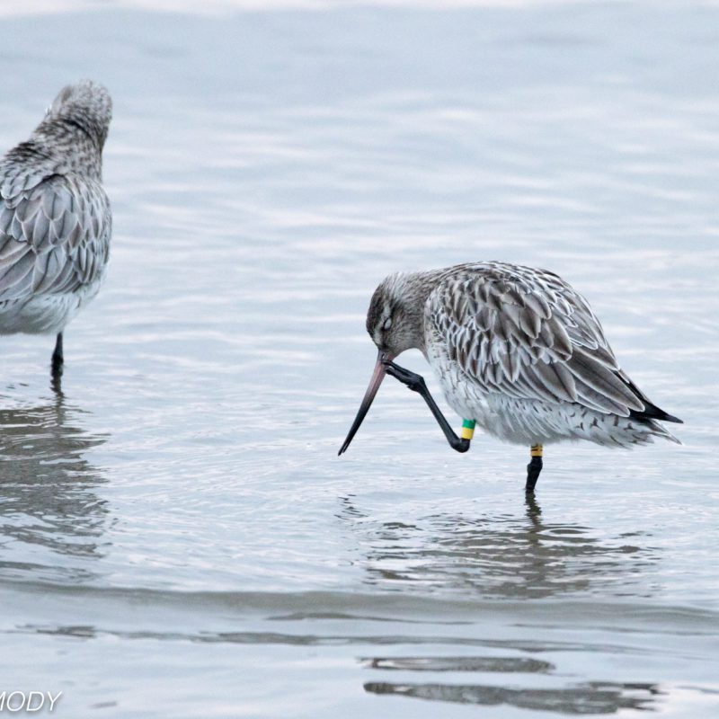 Bar-tailed-Godwit-Mark-Carmody