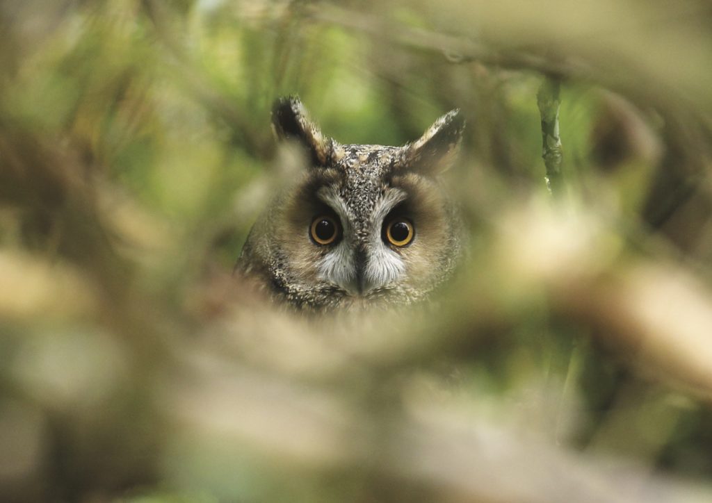 Long Eared Owl