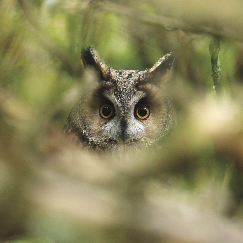 Long Eared Owl