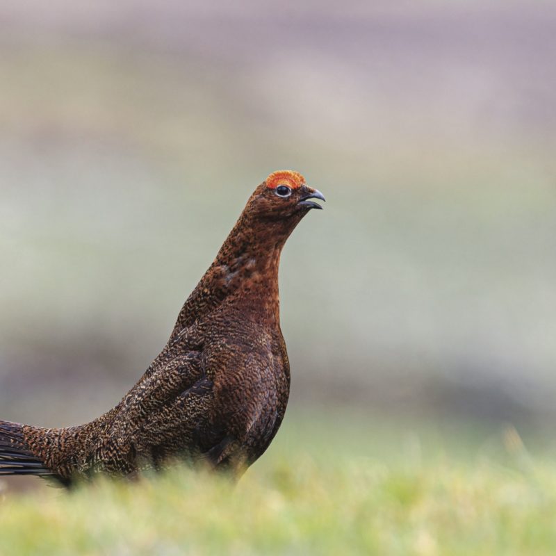 Red Grouse