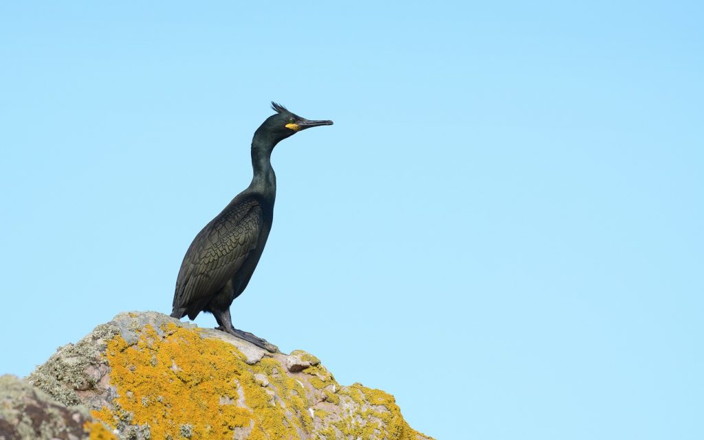 Birdwatch: without ash, whither rooks?, Birds