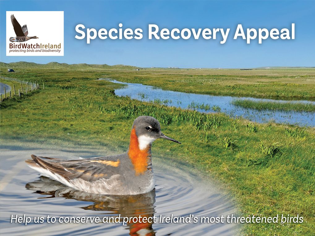 Help us to conserve and protect Ireland's most threatened birds: please donate