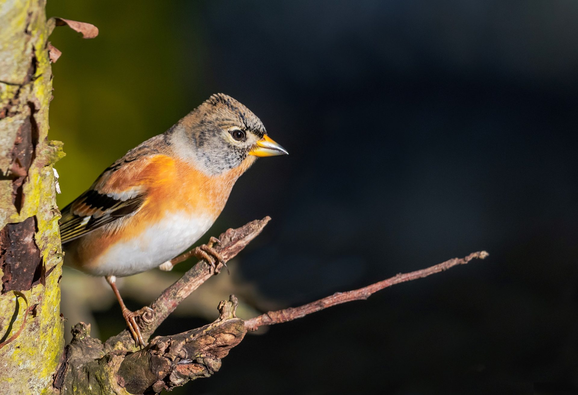 The Way Back: For the Birds