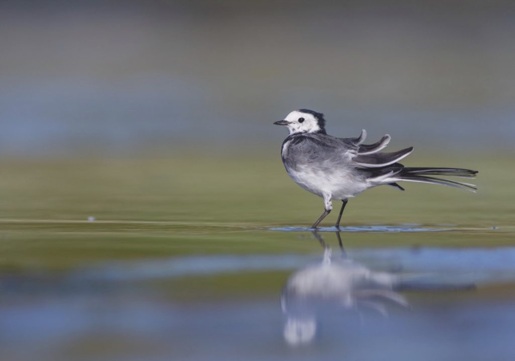 Pied Wagtail