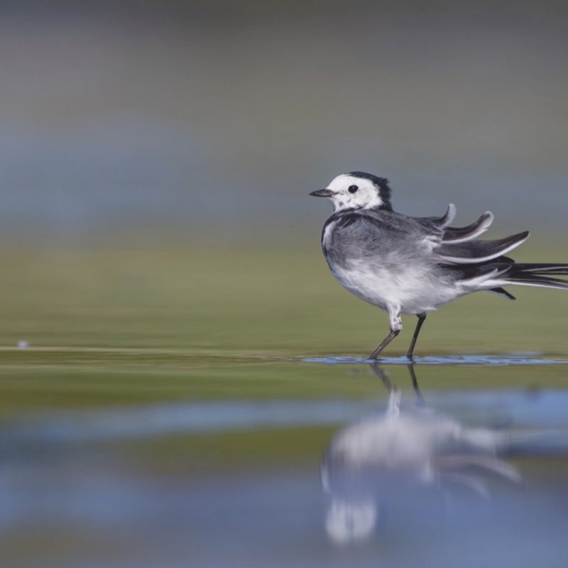 Pied Wagtail