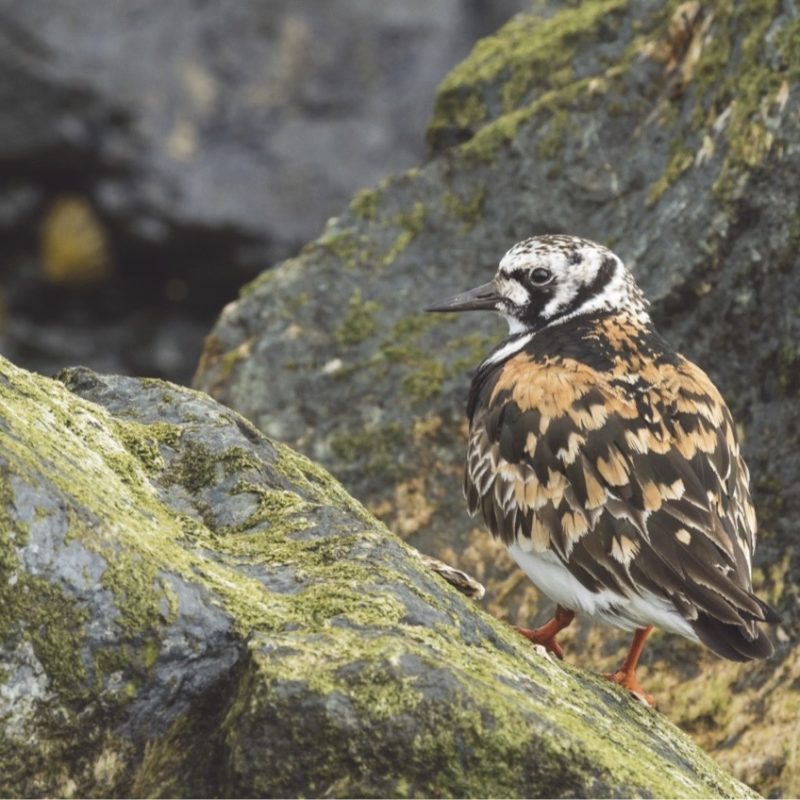 Turnstone