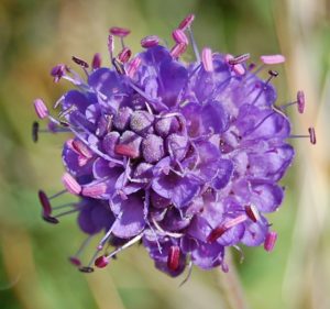 Devil's-bit-scabious