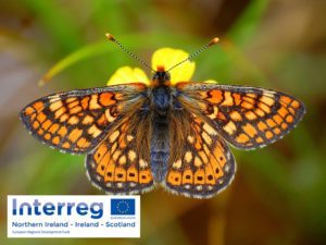 Marsh-fritillary-with-interreg-logo