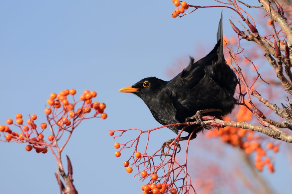 Birdwatch: without ash, whither rooks?, Birds