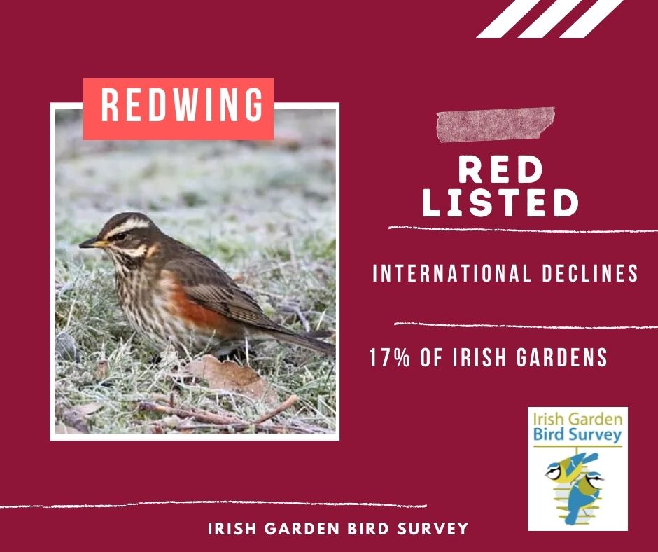 Red hot sale wing irish