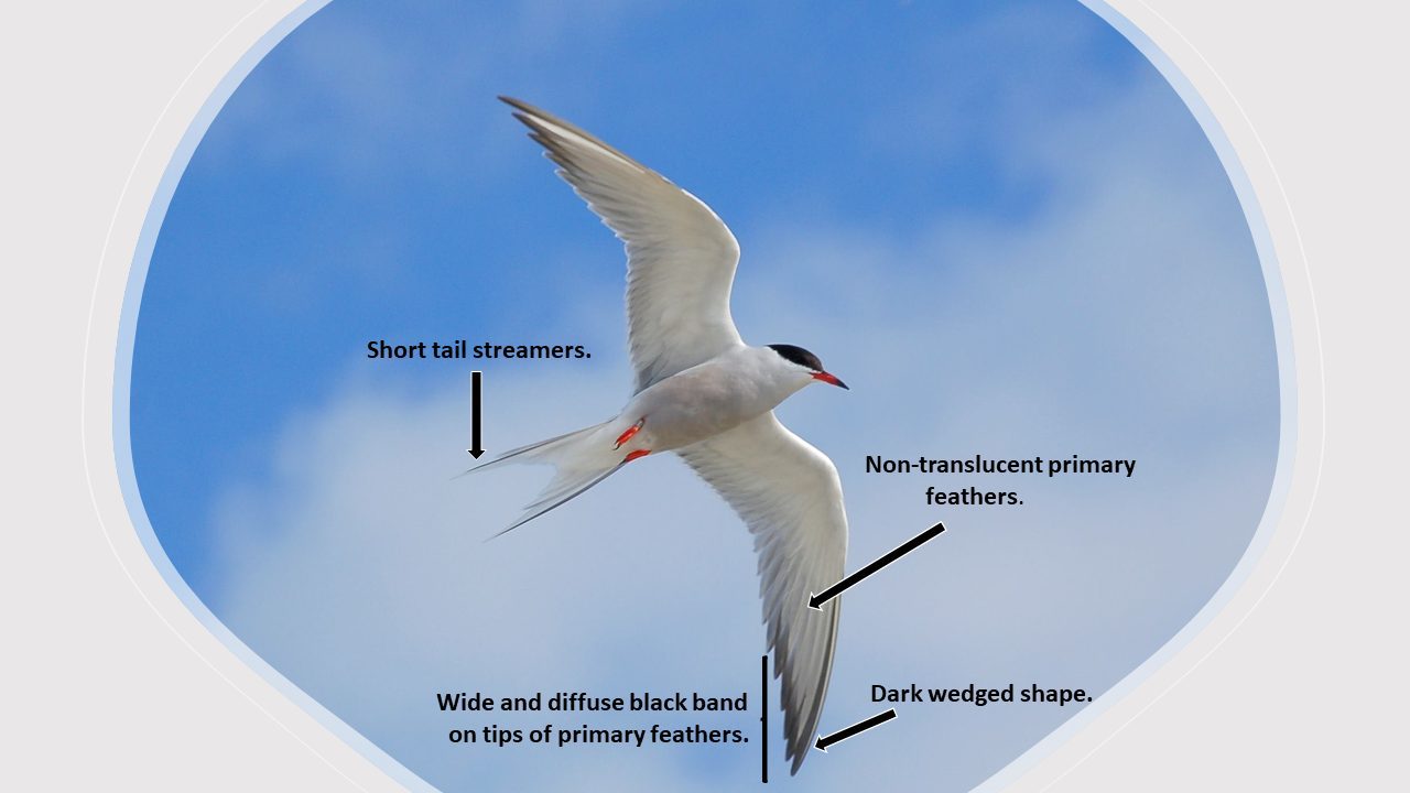 Common and Arctic Tern id - a photo-guide - BirdWatch Ireland