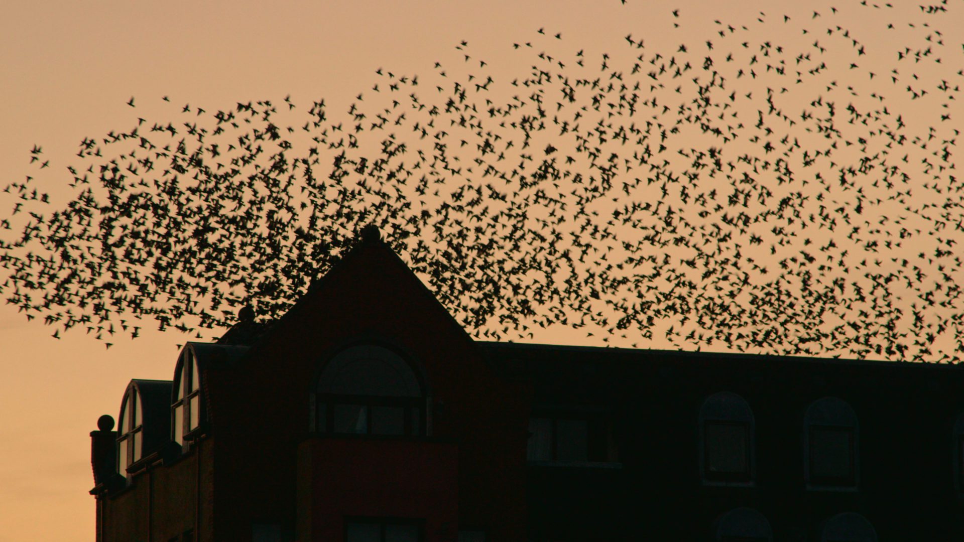 Wildlife in Buildings documentary - BirdWatch Ireland