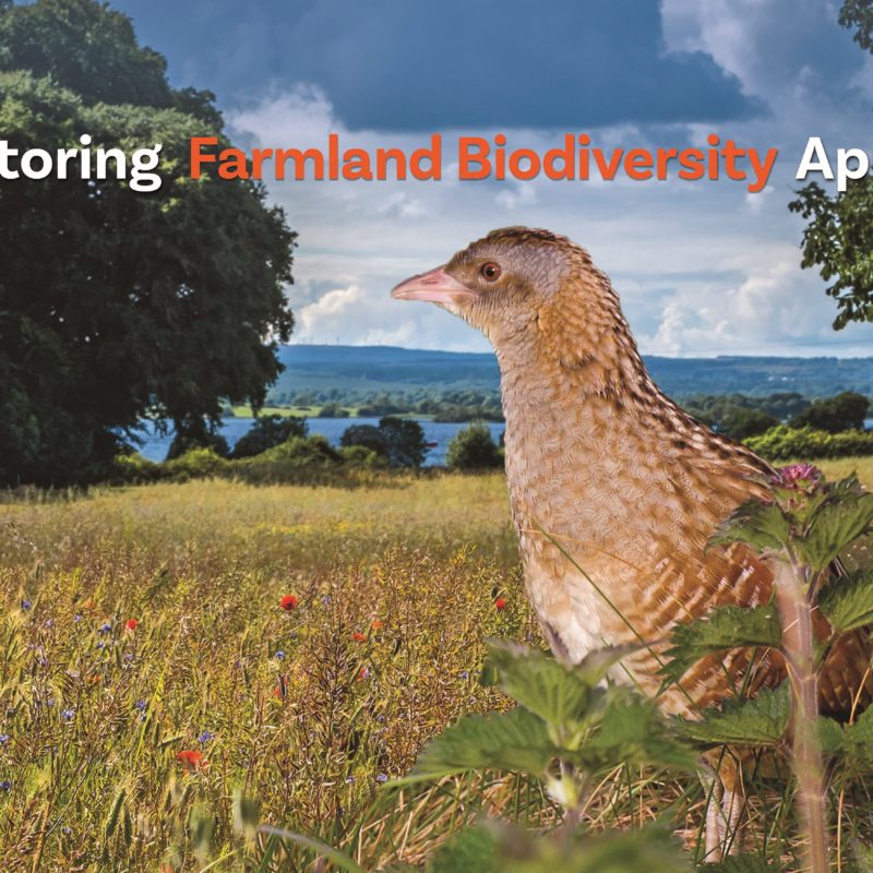 Help us to fight for Ireland’s most threatened birds and their habitats