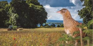 Restoring Farmland Biodiversity Appeal