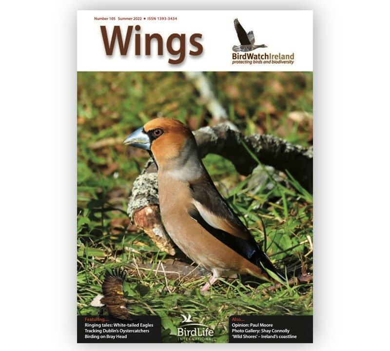 Wings-105-Landscape