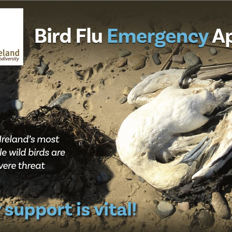 Some of Ireland's most vulnerable wild birds are under severe threat