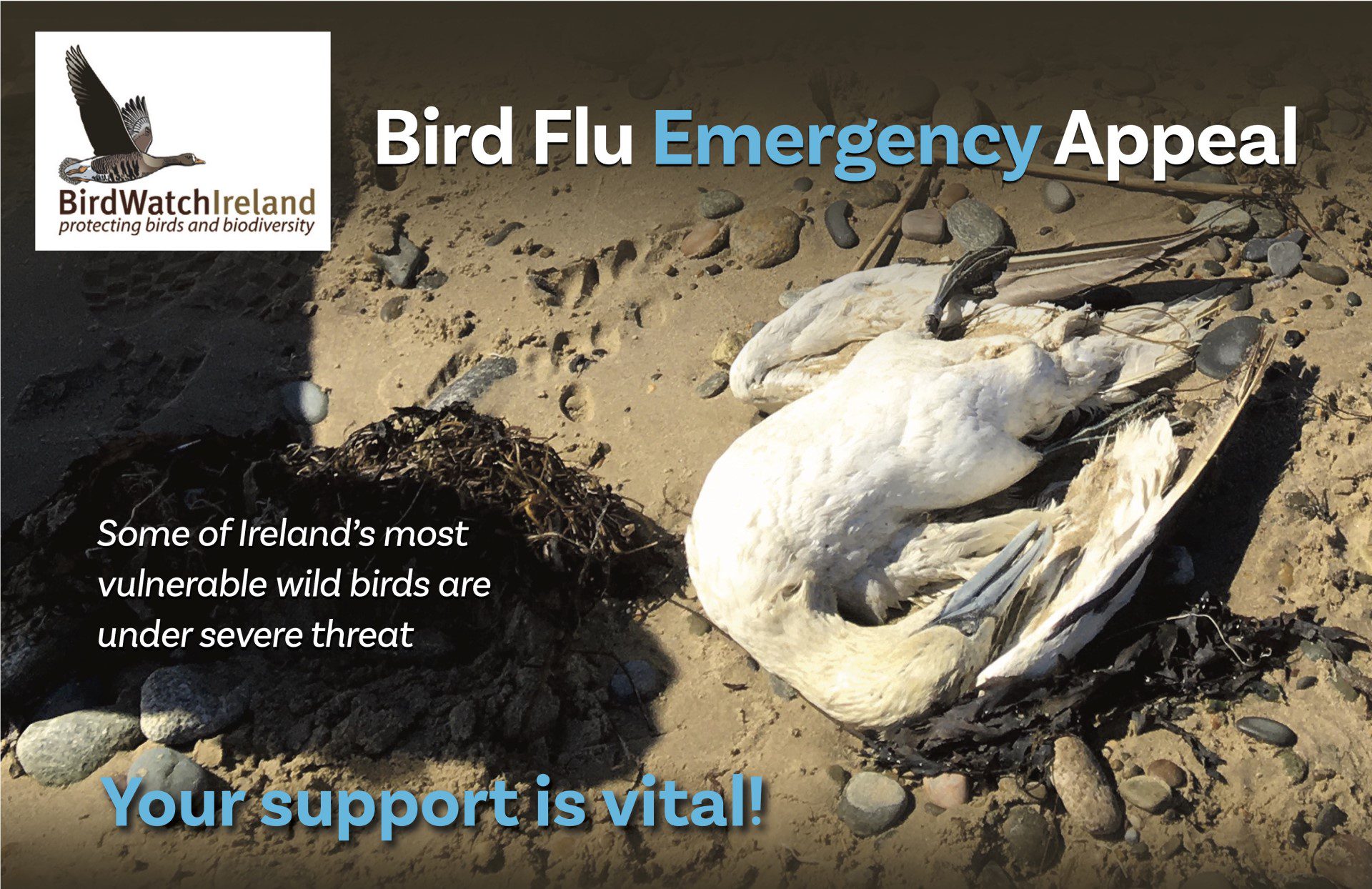 Some of Ireland's most vulnerable wild birds are under severe threat