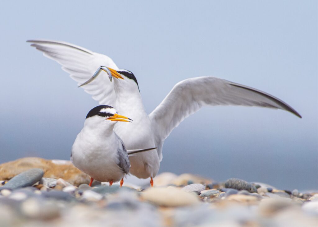 BirdWatch Ireland proud to launch Annual Report for 2023 - BirdWatch ...