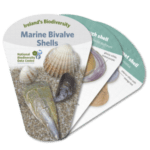Shell Swatches Swatch Guide to Marine Bivalve Shells - BirdWatch Ireland