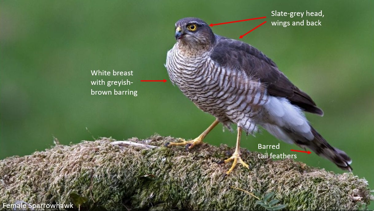 Raptor id guide: Dublin raptor survey 2023 - BirdWatch Ireland