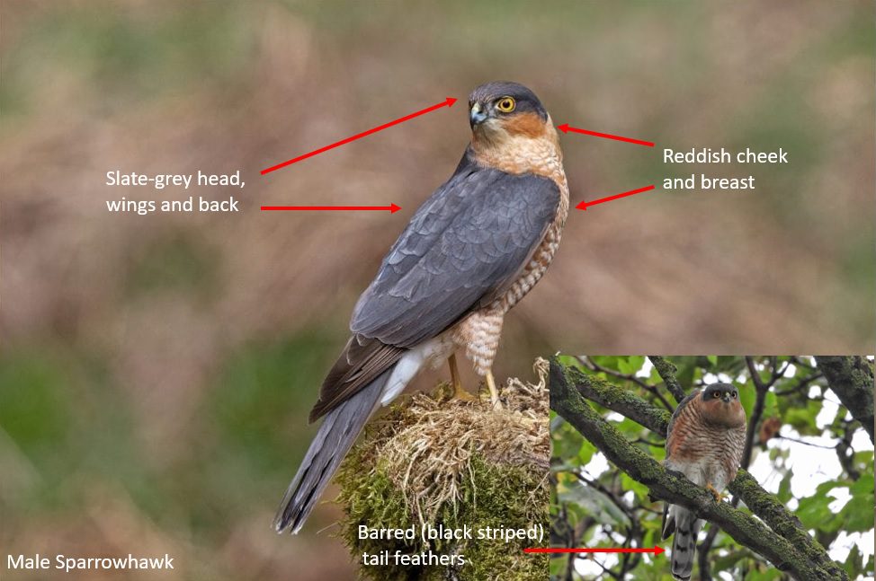 British Birds Of Prey, Identification Guides