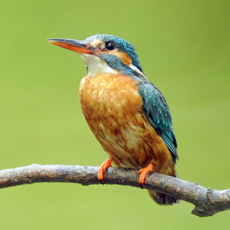 kingfisher-perched-on-a-branch-in-front-of-a-green-background