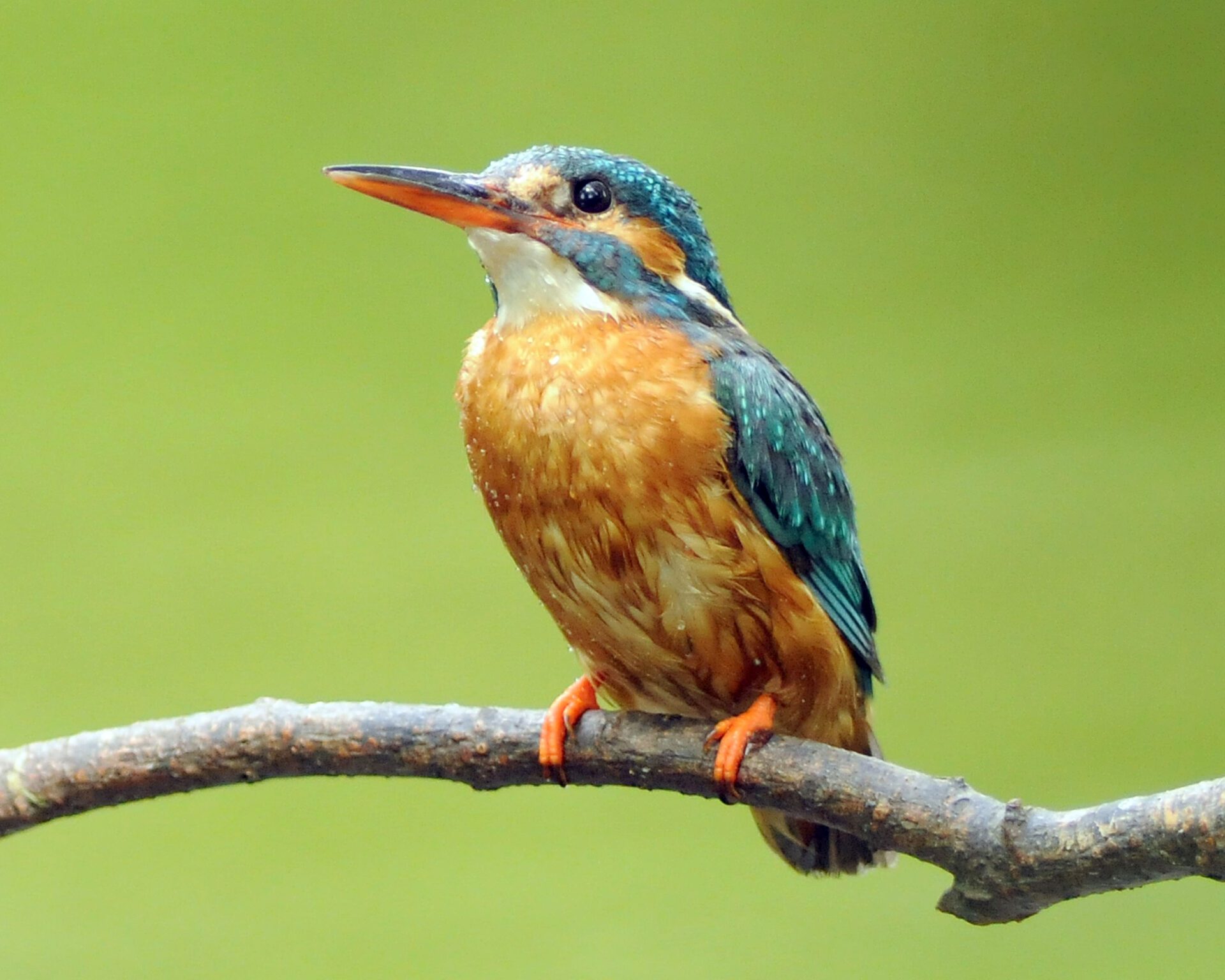 kingfisher-perched-on-a-branch-in-front-of-a-green-background