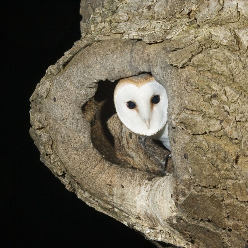 Barn Owl peering out of its nesting hole in an ash tree after dark