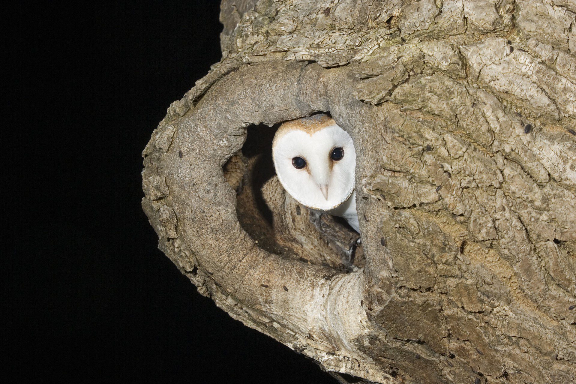 Barn Owl peering out of its nesting hole in an ash tree after dark