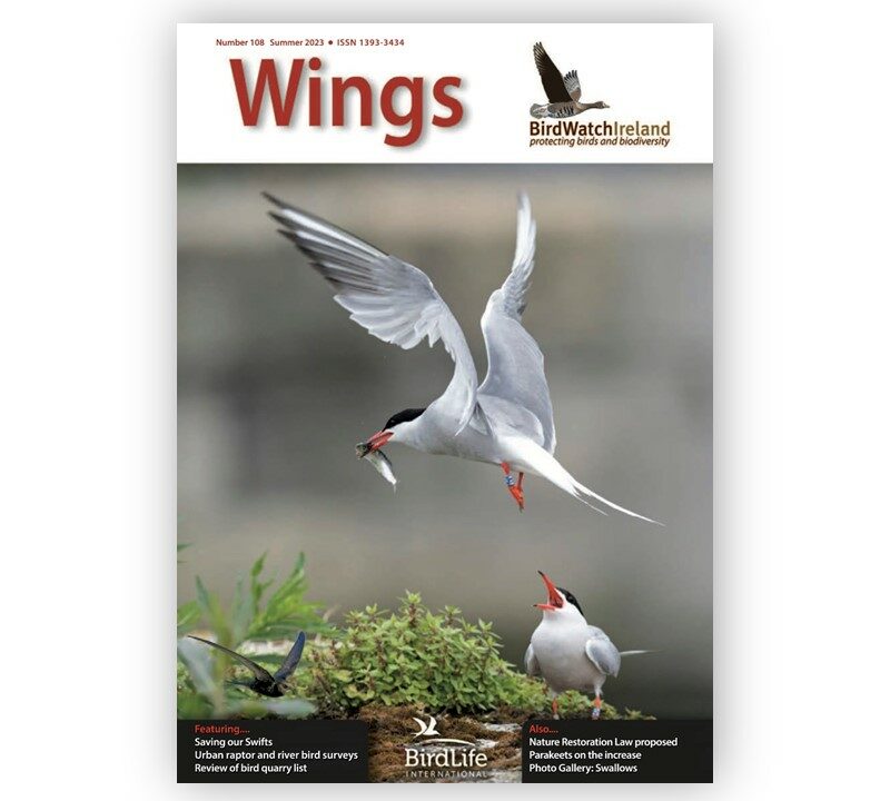Wings-108-Landscape