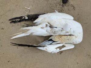 Dead Gannet on Morriscastle Beach, a victim of avian influenza (John O'Brien)