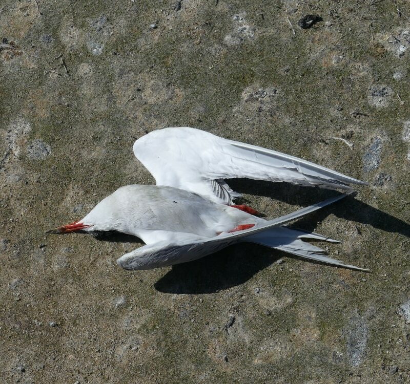 Dead Common Tern at Lady's Island Lake, Co. Wexford: a victim of avian influenza