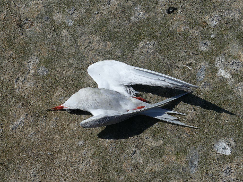 Dead Common Tern at Lady's Island Lake, Co. Wexford: a victim of avian influenza