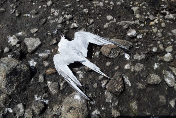 Dead Roseate Tern, a victim of bird 'flu, at Lady's Island Lake, Co. Wexford