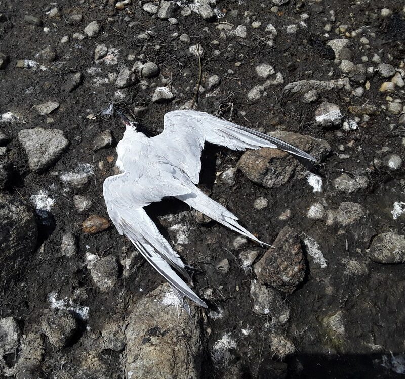 Dead Roseate Tern, a victim of bird 'flu, at Lady's Island Lake, Co. Wexford