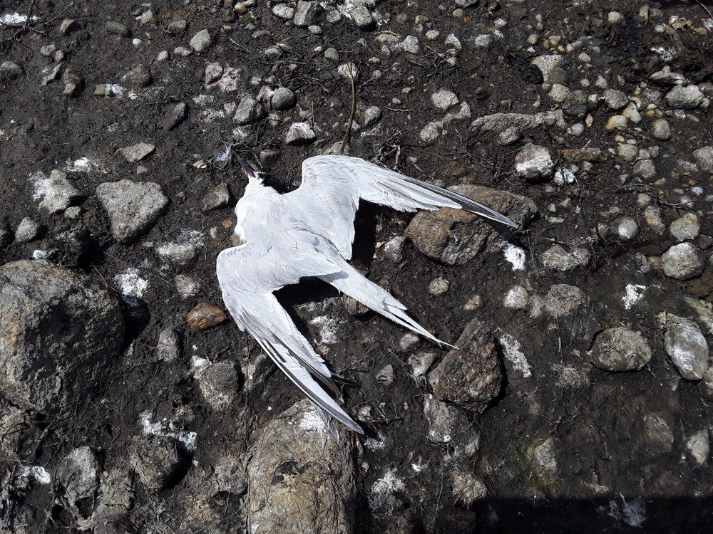 Dead Roseate Tern, a victim of bird 'flu, at Lady's Island Lake, Co. Wexford