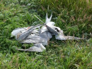 Dead terns at Lady's Island Lake, Co. Wexford: victims of bird 'flu