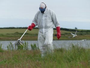 BirdWatch Ireland fieldworker wearing PPE, collecting bird 'flu victims