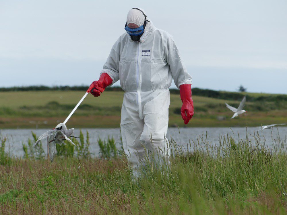 Devastating Bird Flu impacts on Irish seabirds revealed in new study