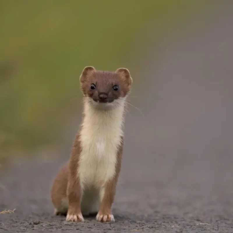 Stoat