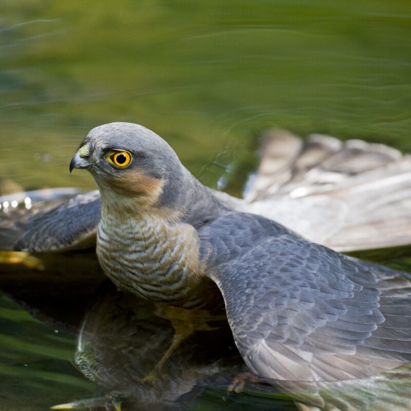 Male-Sparrowhawk-hiding-its-kill-under-water-(photo-by-Shay-Connolly)