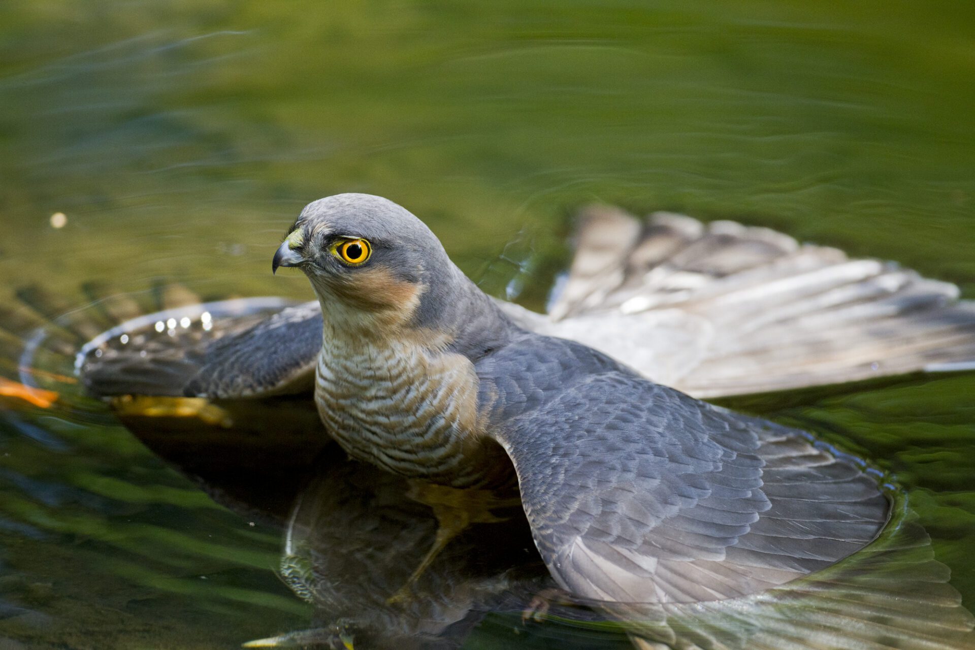 Male-Sparrowhawk-hiding-its-kill-under-water-(photo-by-Shay-Connolly)