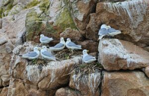 Kittiwakes on their nests (photo taken under NPWS license).