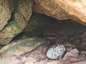 Black guillemot egg in a wall cavity (photo taken under NPWS license).