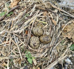 A full clutch of Common Tern eggs on Rockabill – May 2024 (photo taken under NPWS license).