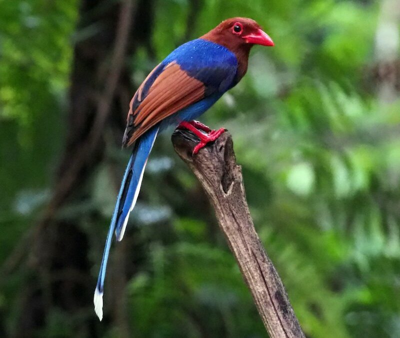 Sri Lanka Blue Magpie