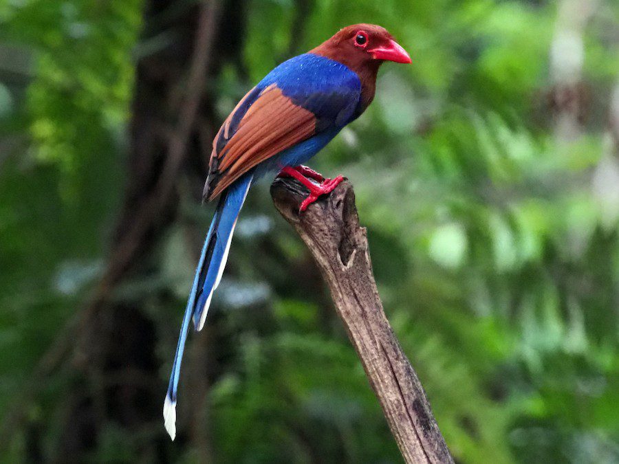 Sri Lanka Blue Magpie