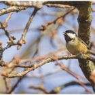 Great tit calendar